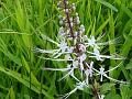 Cat's Whiskers